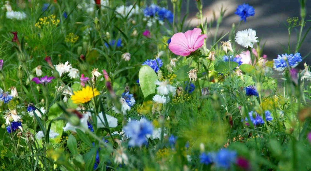 Die Heilkraft der Kräuter nutzen – Apotheke Mutter Natur Die Heilkraft der Kräuter nutzen – Apotheke Mutter Natur