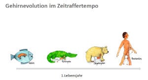 Grafik Evolution