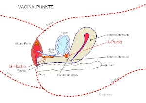 Weibliche Anatomie - Querschnitt